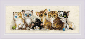 Riolis kittens 40 op 15 cm